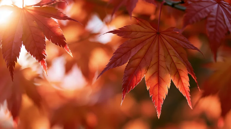 Close-up of red and orange Japanese maple leaves backlit by sunlight in autumn foliage