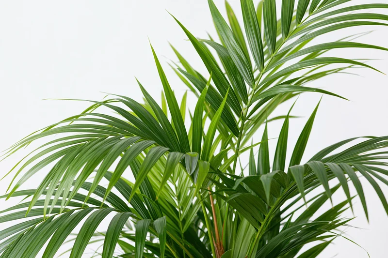 Kentia palm plant with arching fronds against a white background