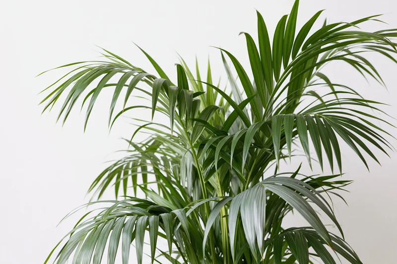 Kentia palm plant with arching fronds against a white background