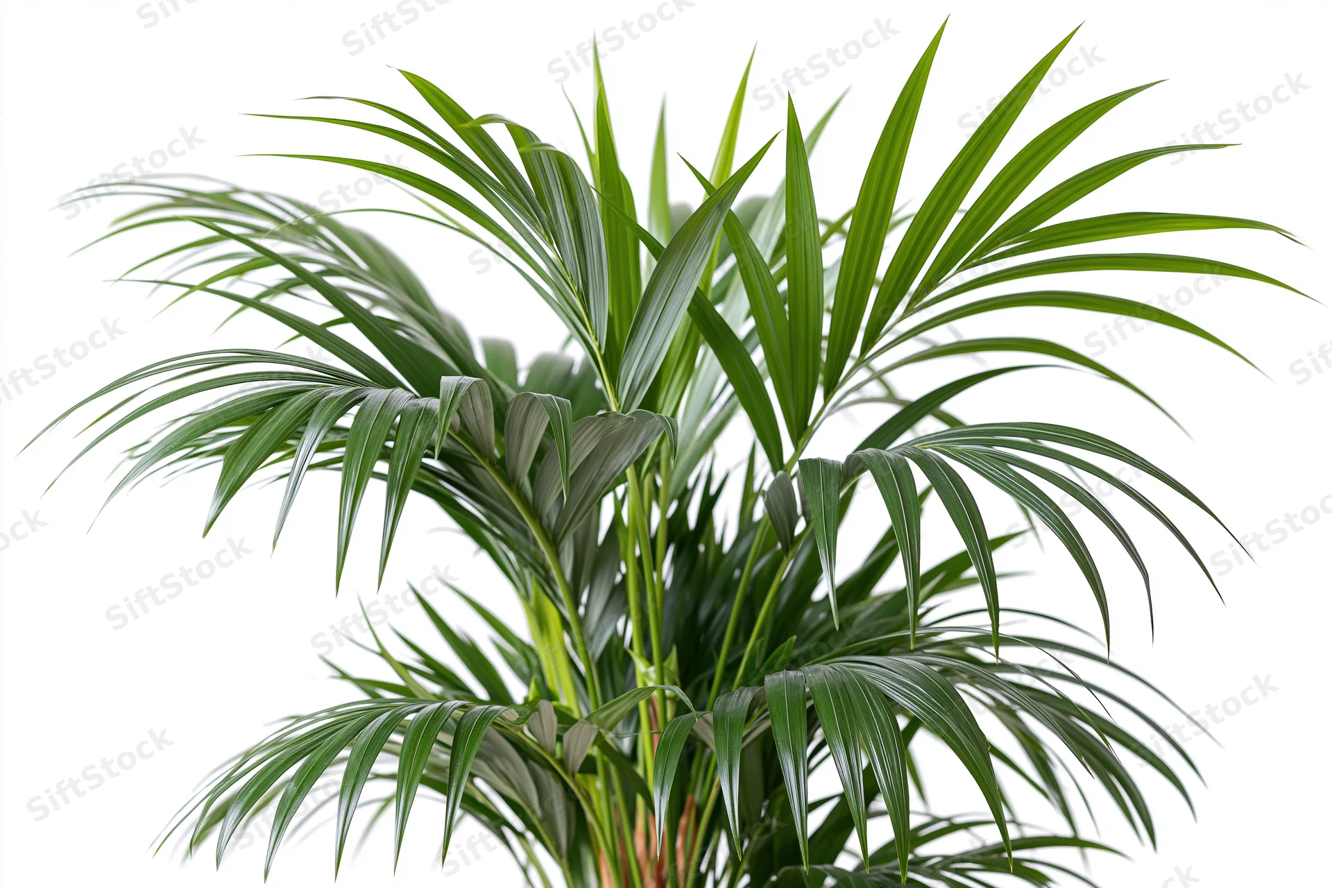 Kentia palm with arching green fronds isolated on white background