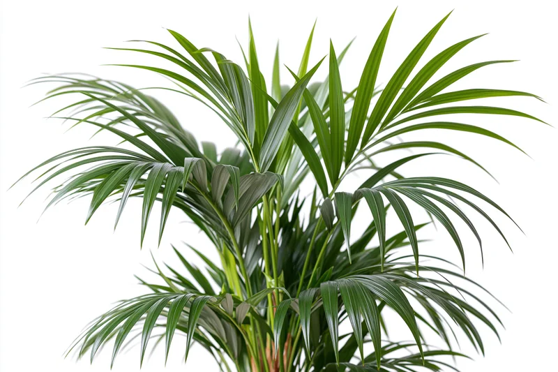 Kentia palm with arching green fronds isolated on white background