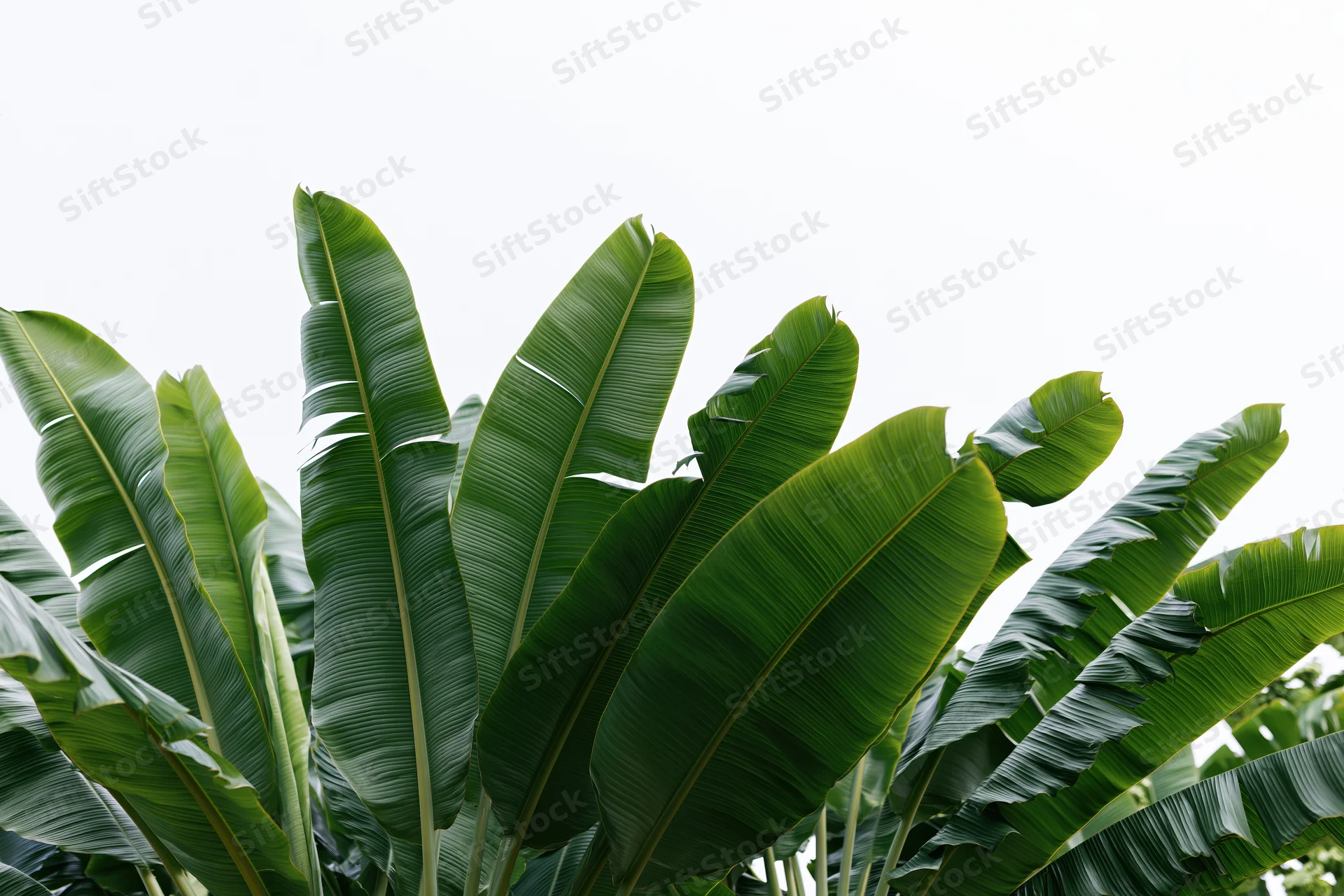 Large banana plant leaves filling the lower portion of the frame against a white sky background