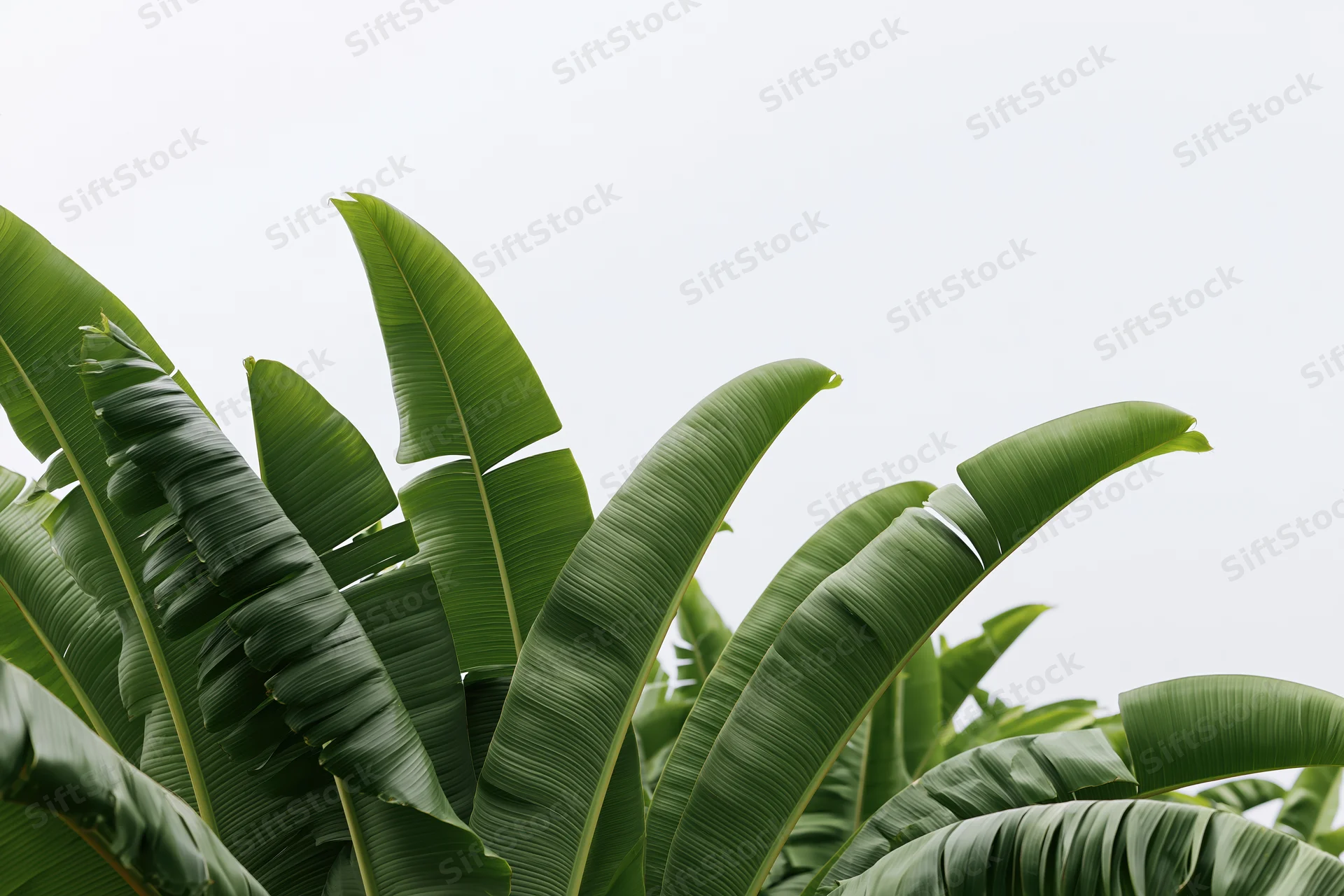 Large banana plant leaves filling the lower frame against a soft overcast sky