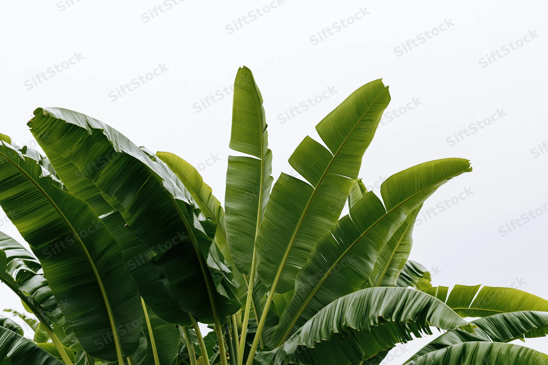 Large banana plant leaves filling the lower portion of the frame against a bright sky