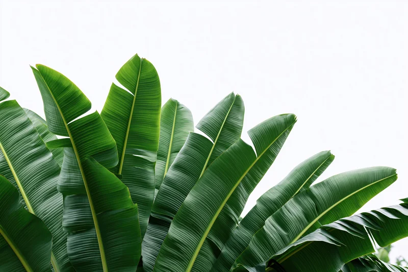 Large banana plant leaves filling the lower portion of the frame against a white background