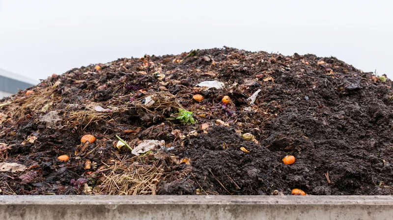 Large outdoor compost pile of decomposing food waste and organic matter in an industrial setting