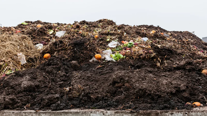 Large outdoor compost pile of food waste and organic material decomposing in an industrial setting