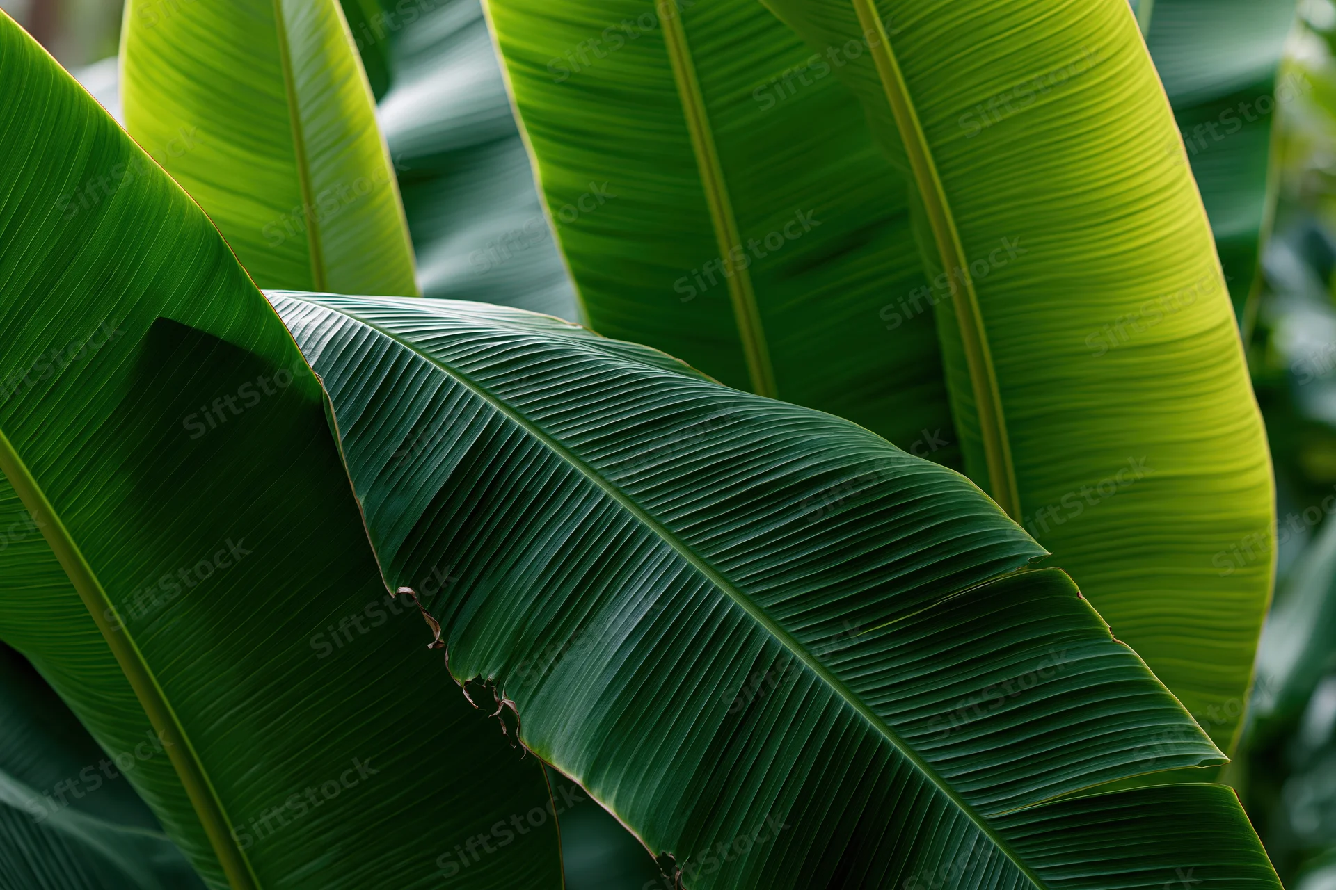 Large overlapping banana leaves filling the frame in a lush tropical setting
