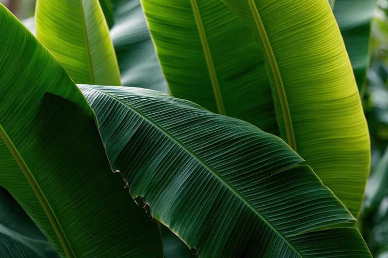 Large overlapping banana leaves filling the frame in a lush tropical setting