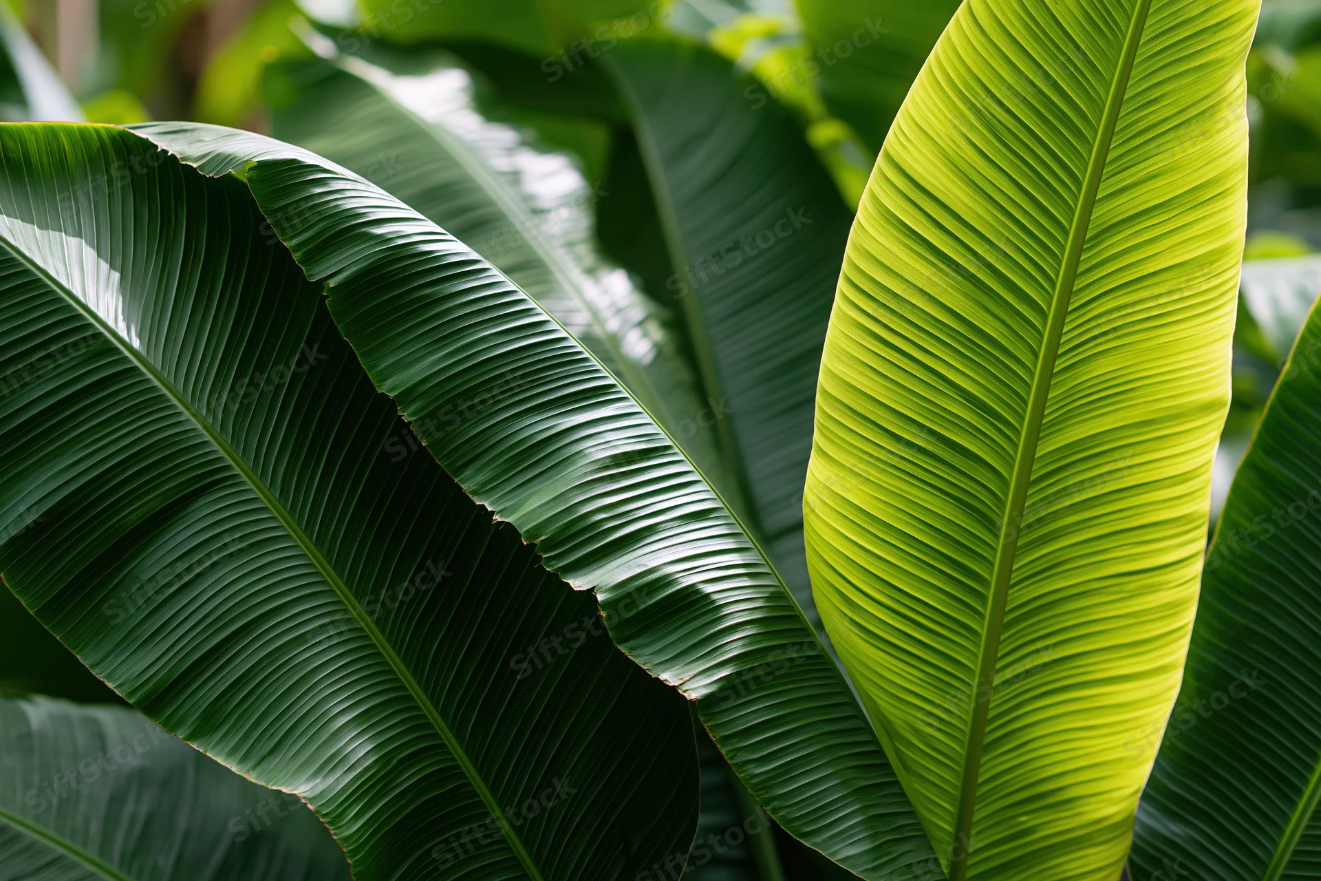 Large overlapping banana leaves filling the frame in natural sunlight