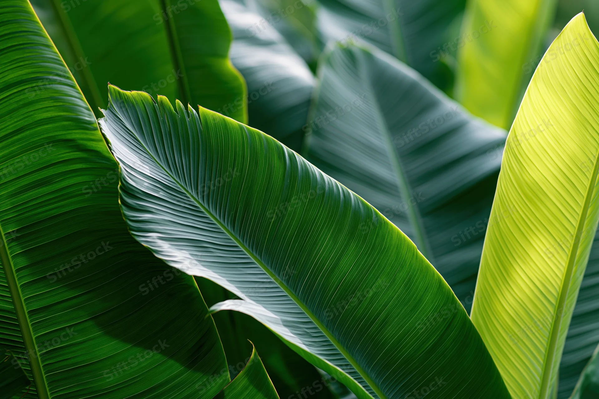 Large overlapping banana leaves filling the frame in natural sunlight
