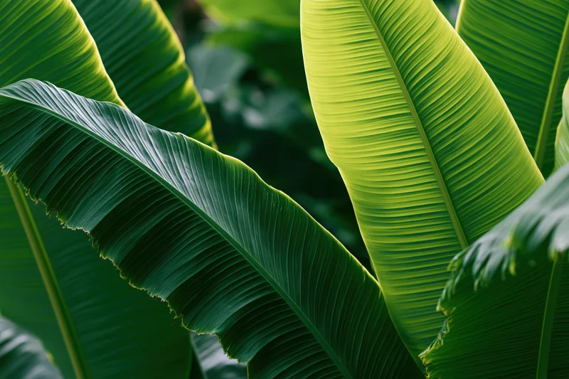 Large overlapping banana leaves filling the frame in a lush tropical setting