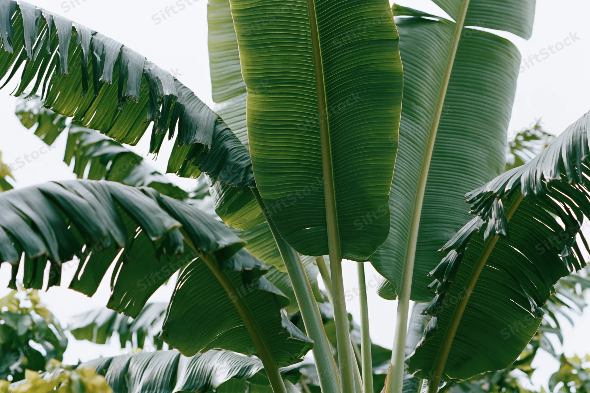 Large banana leaves filling the frame against a bright sky
