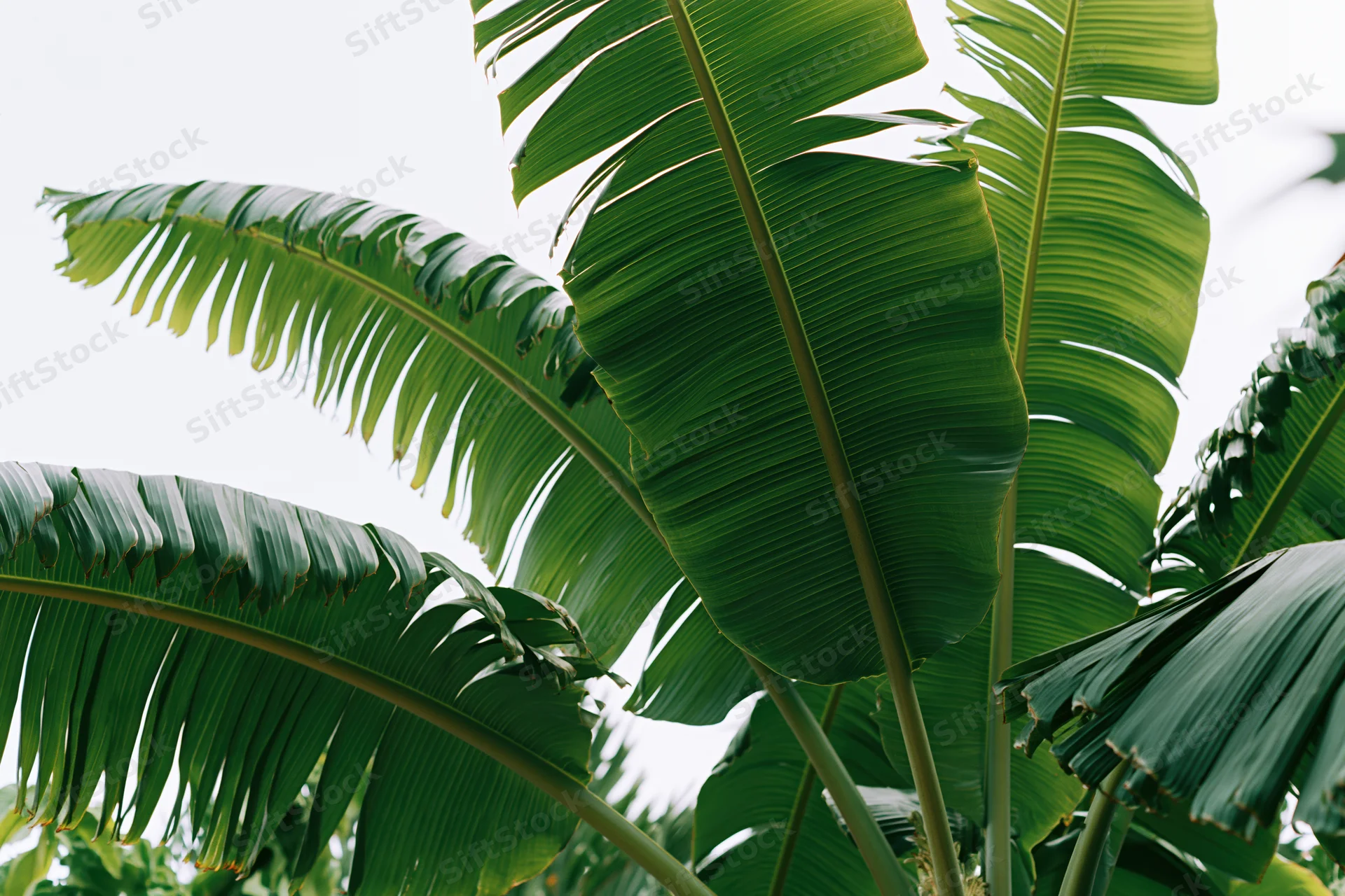 Large banana leaves filling the frame against a bright sky