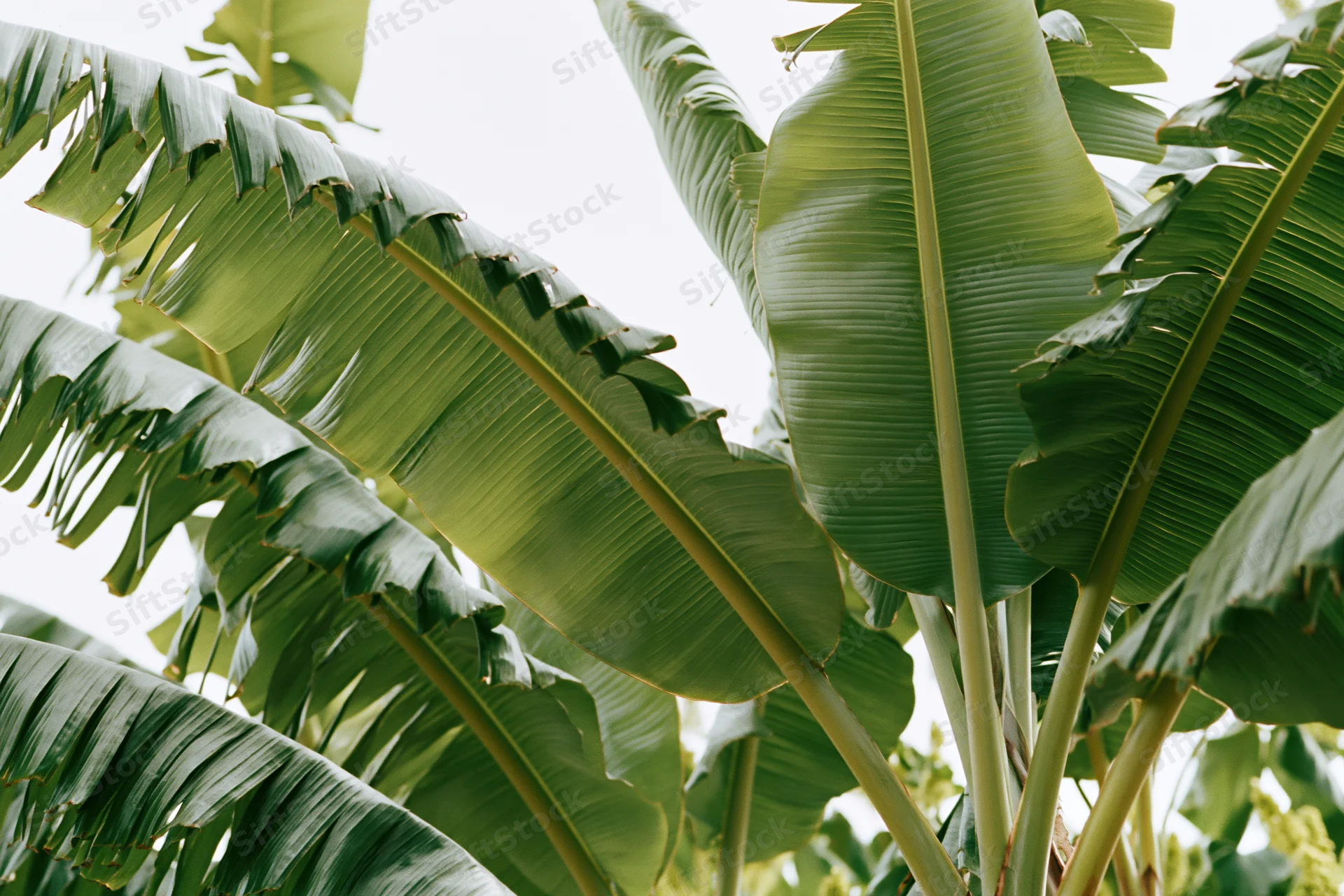 Large banana leaves filling the frame against bright sky