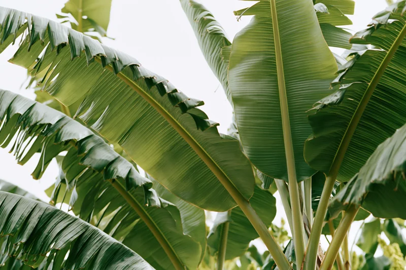Large banana leaves filling the frame against bright sky