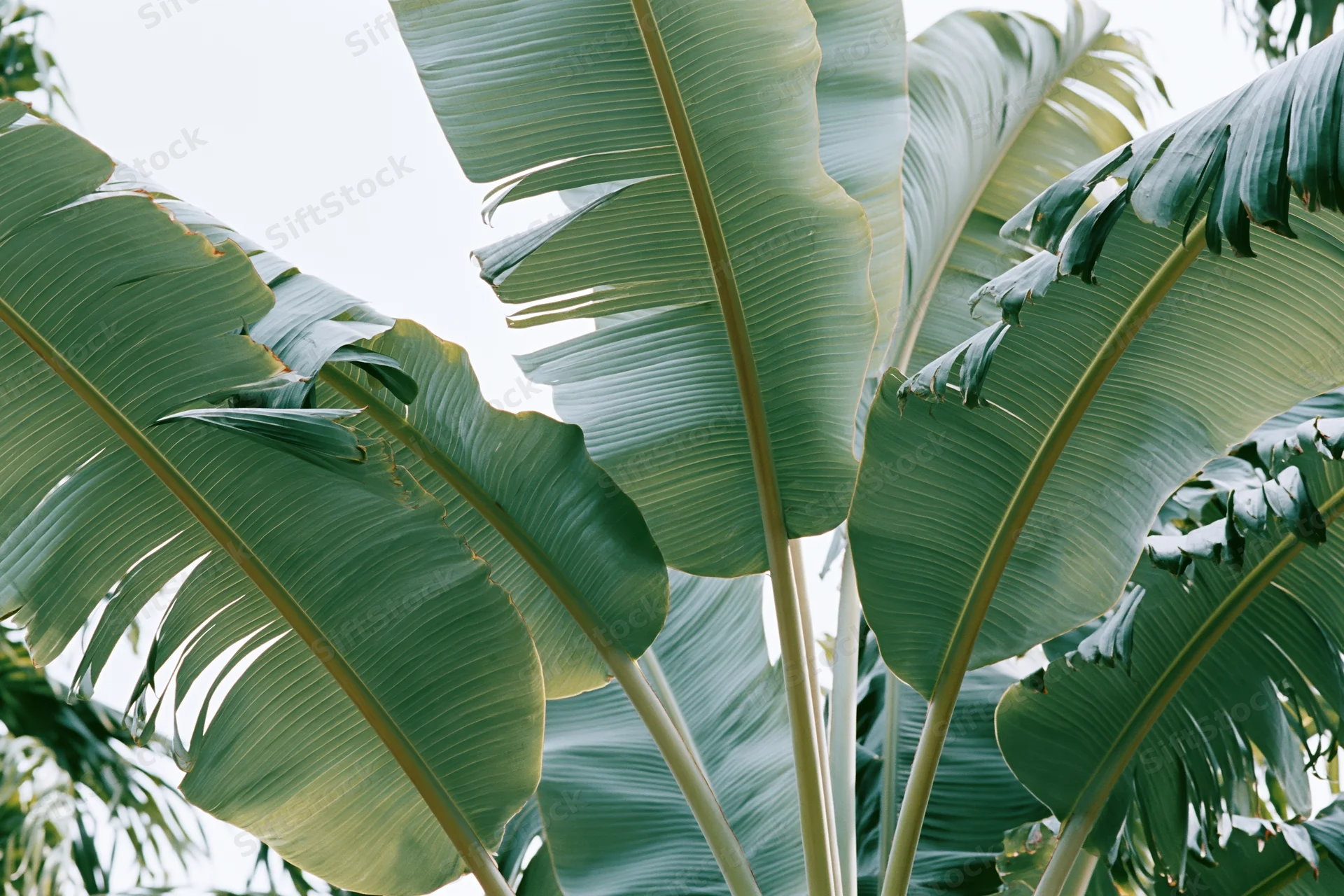 Large tropical banana leaves filling the frame against a bright sky