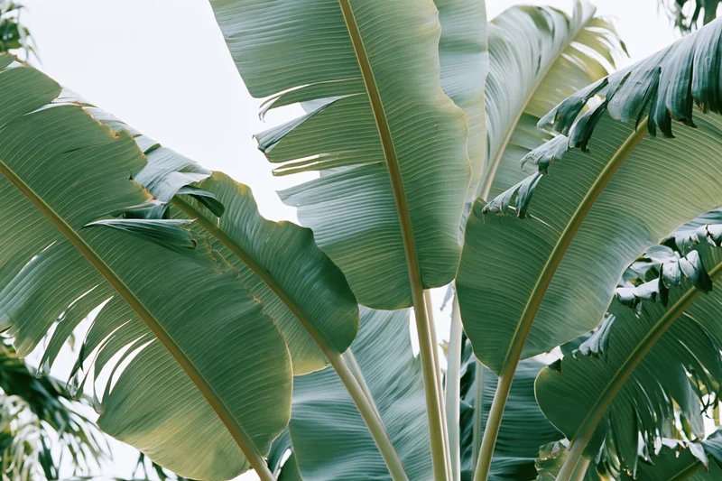 Large tropical banana leaves filling the frame against a bright sky