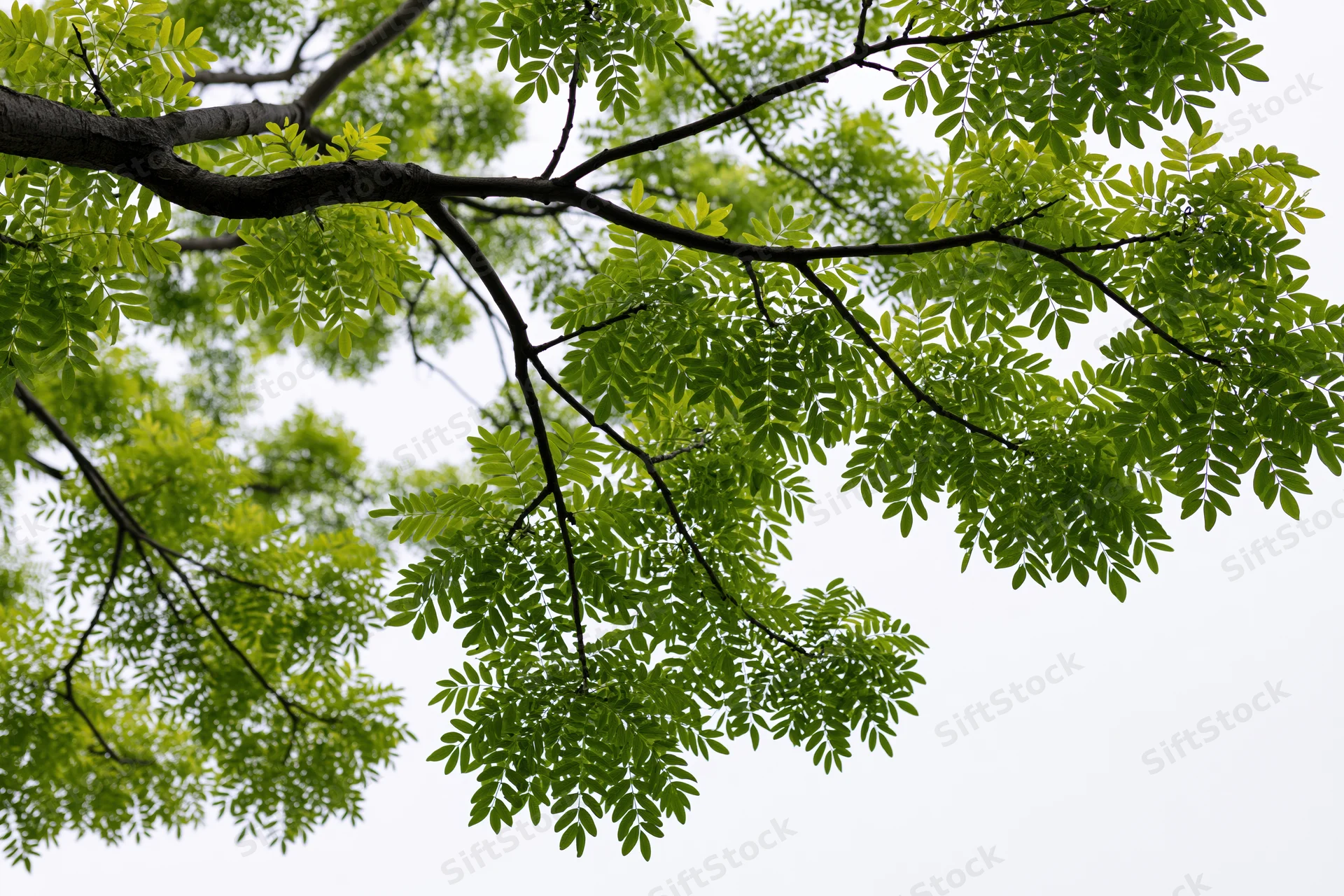 Tree branches with green leaves spreading against a bright sky