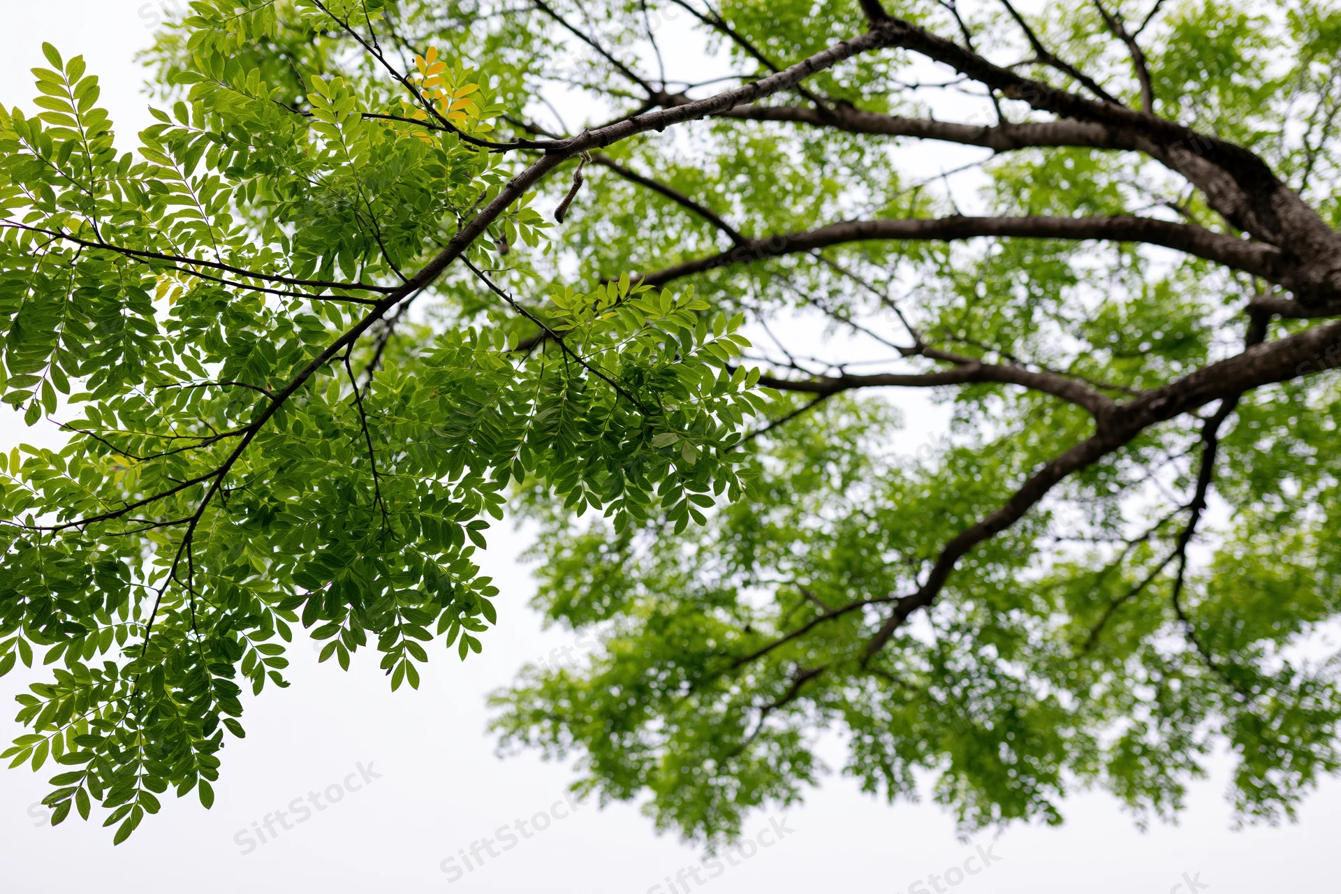 Tree branches with green leaves spreading against overcast sky