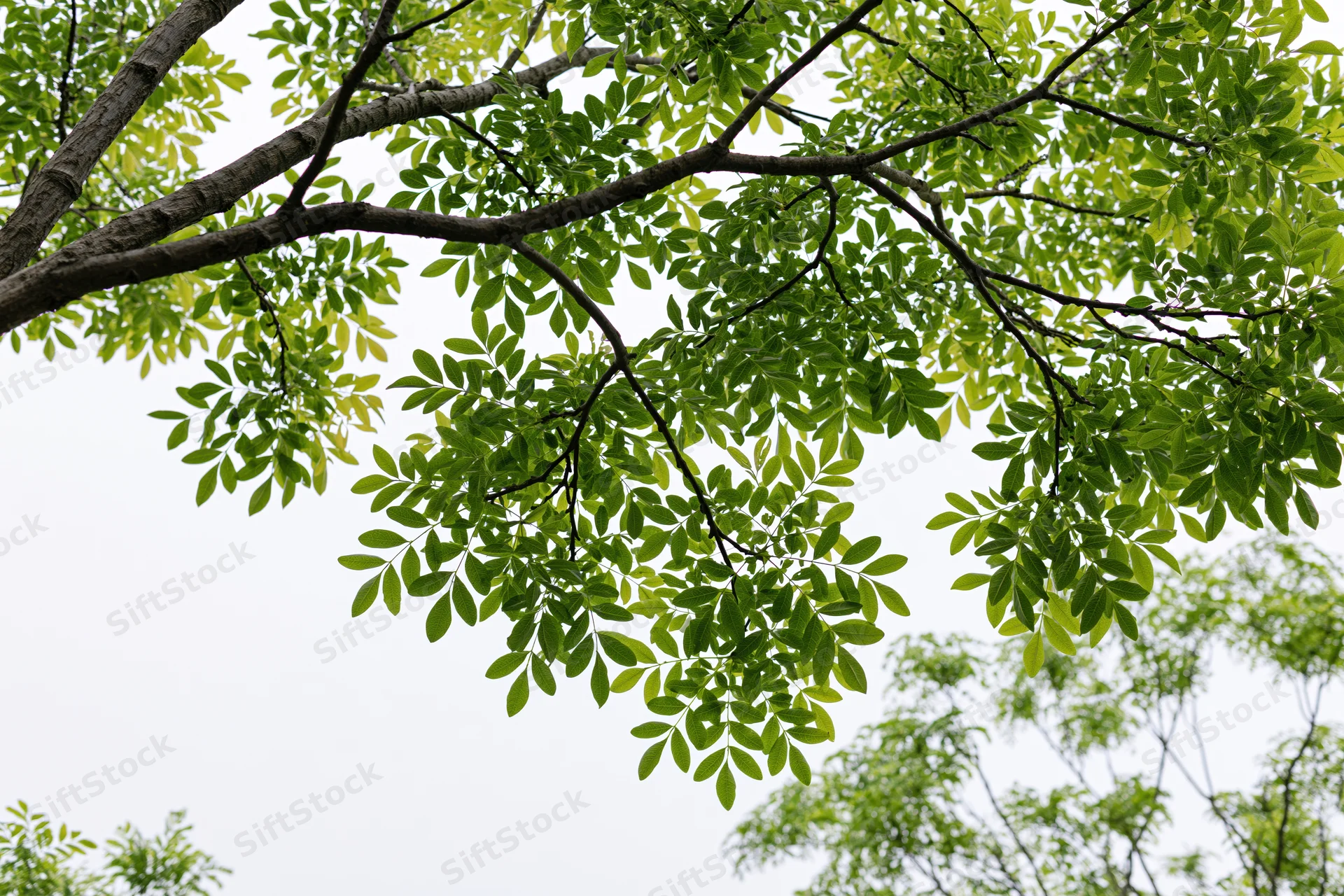 Tree branches with green leaves spreading against overcast sky