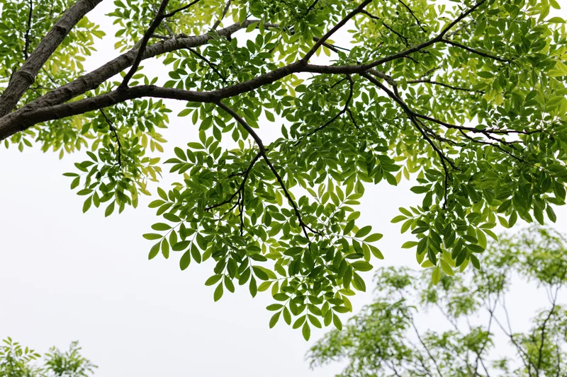 Tree branches with green leaves spreading against overcast sky