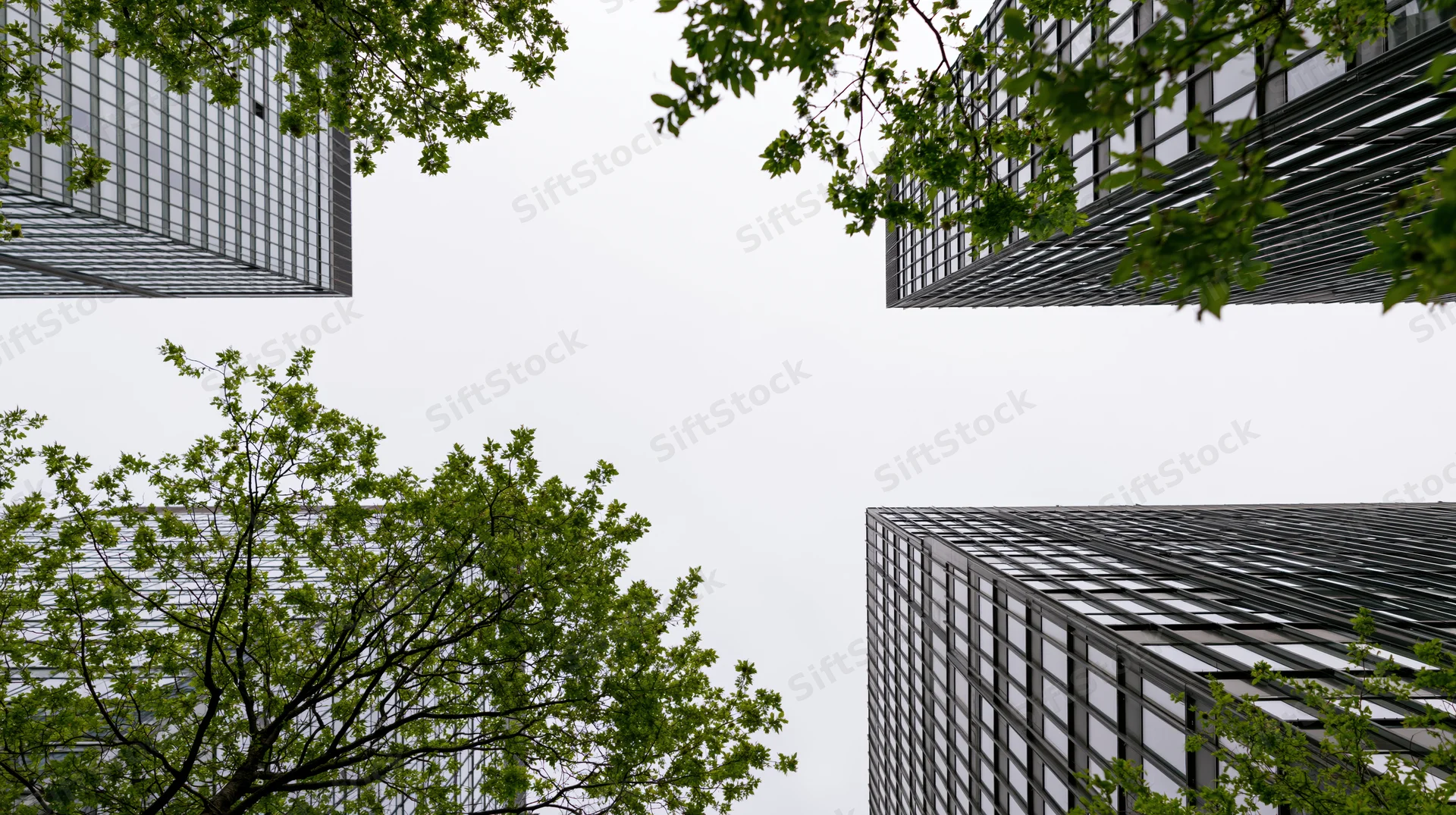 Low-angle view of modern glass skyscrapers framed by green tree branches against overcast sky