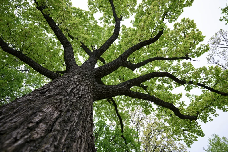 Upward view of a large mature deciduous tree trunk and spreading branches against a bright sky