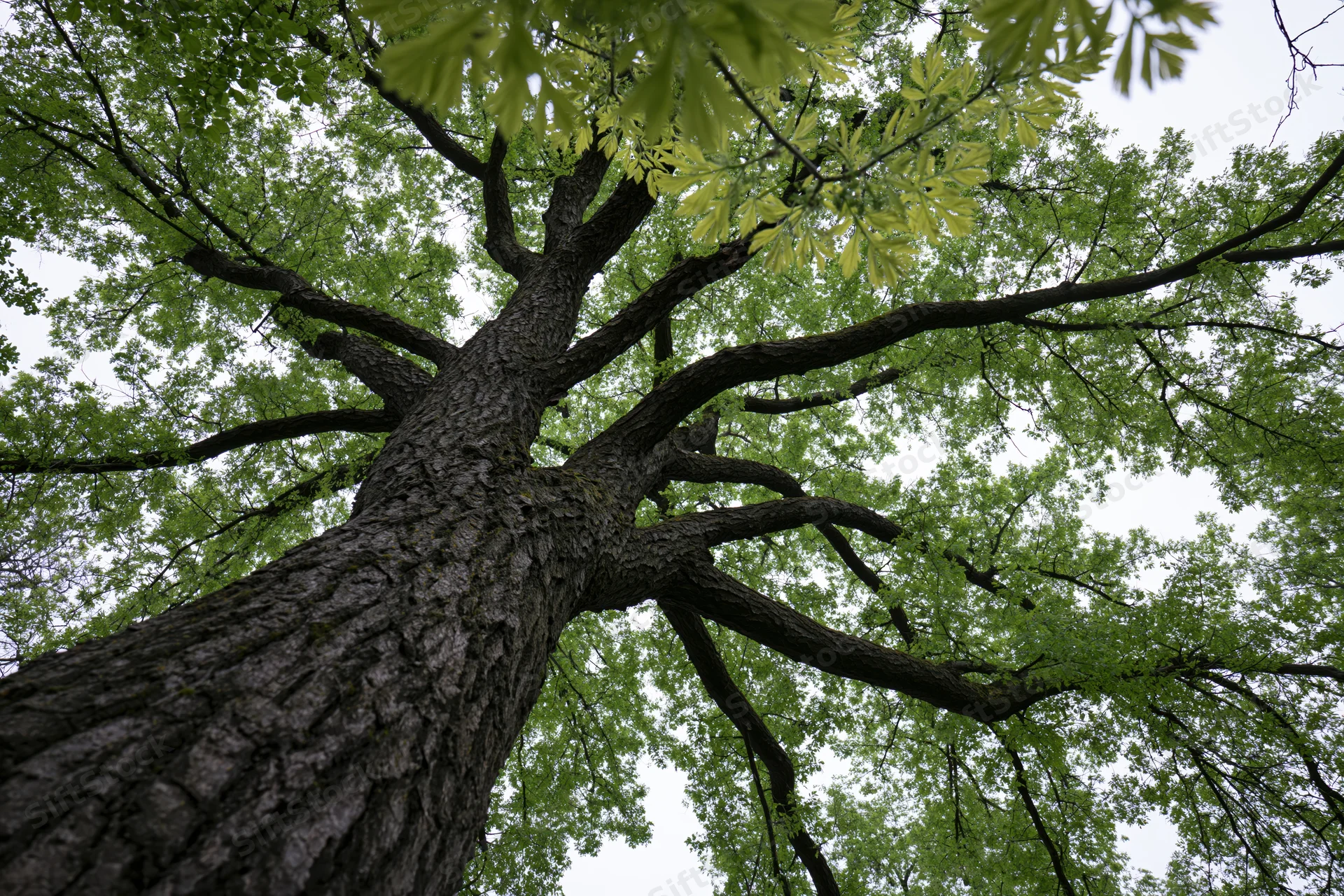 Upward view of a large old deciduous tree with spreading branches and green foliage against an overcast sky