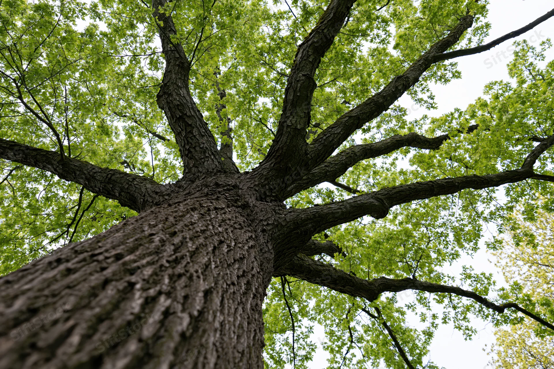 Upward view of a large old deciduous tree with spreading branches and green canopy against the sky