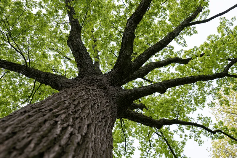 Upward view of a large old deciduous tree with spreading branches and green canopy against the sky