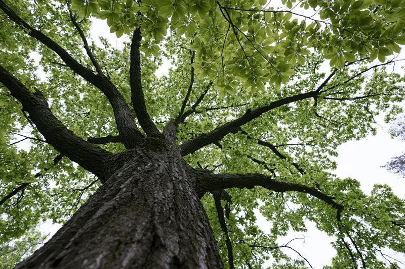 Upward view of a large old deciduous tree with spreading branches and green leaves against the sky