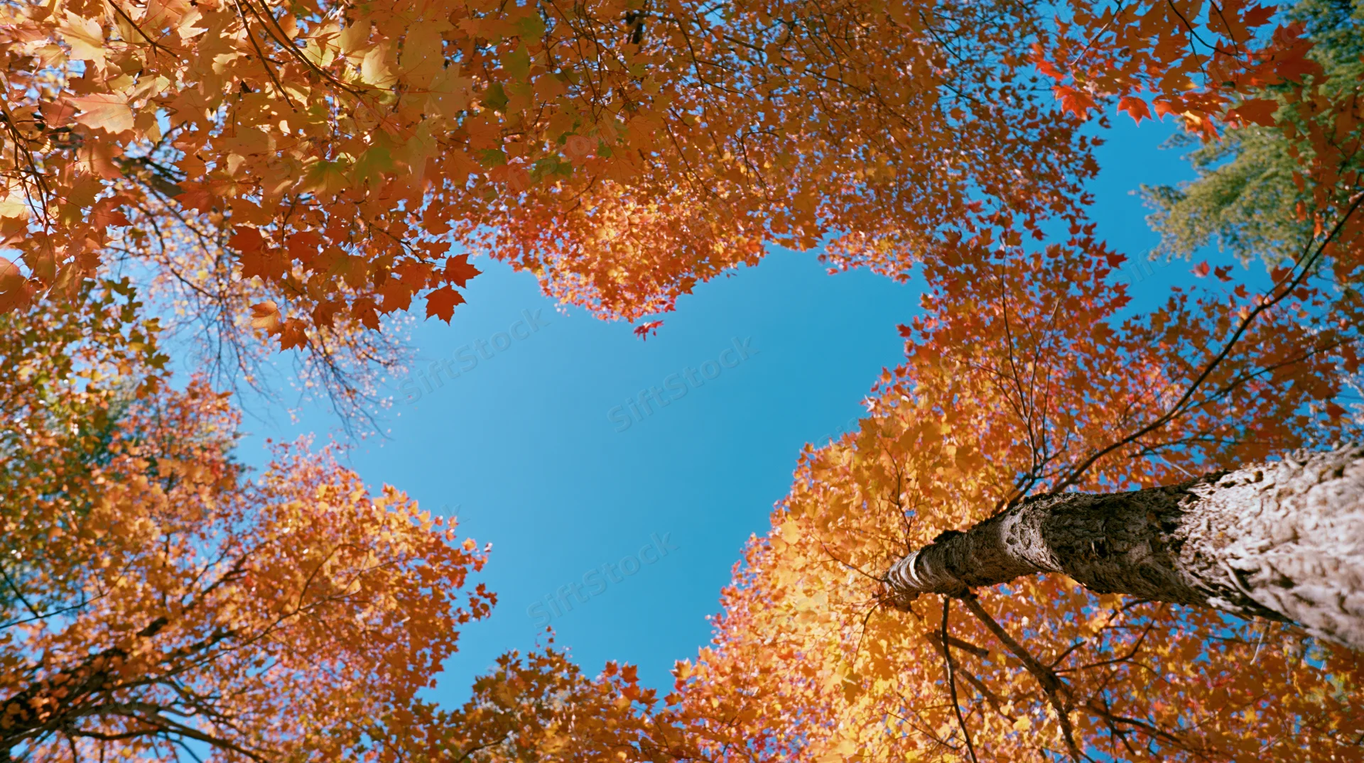 Upward view through autumn maple tree canopy revealing blue sky