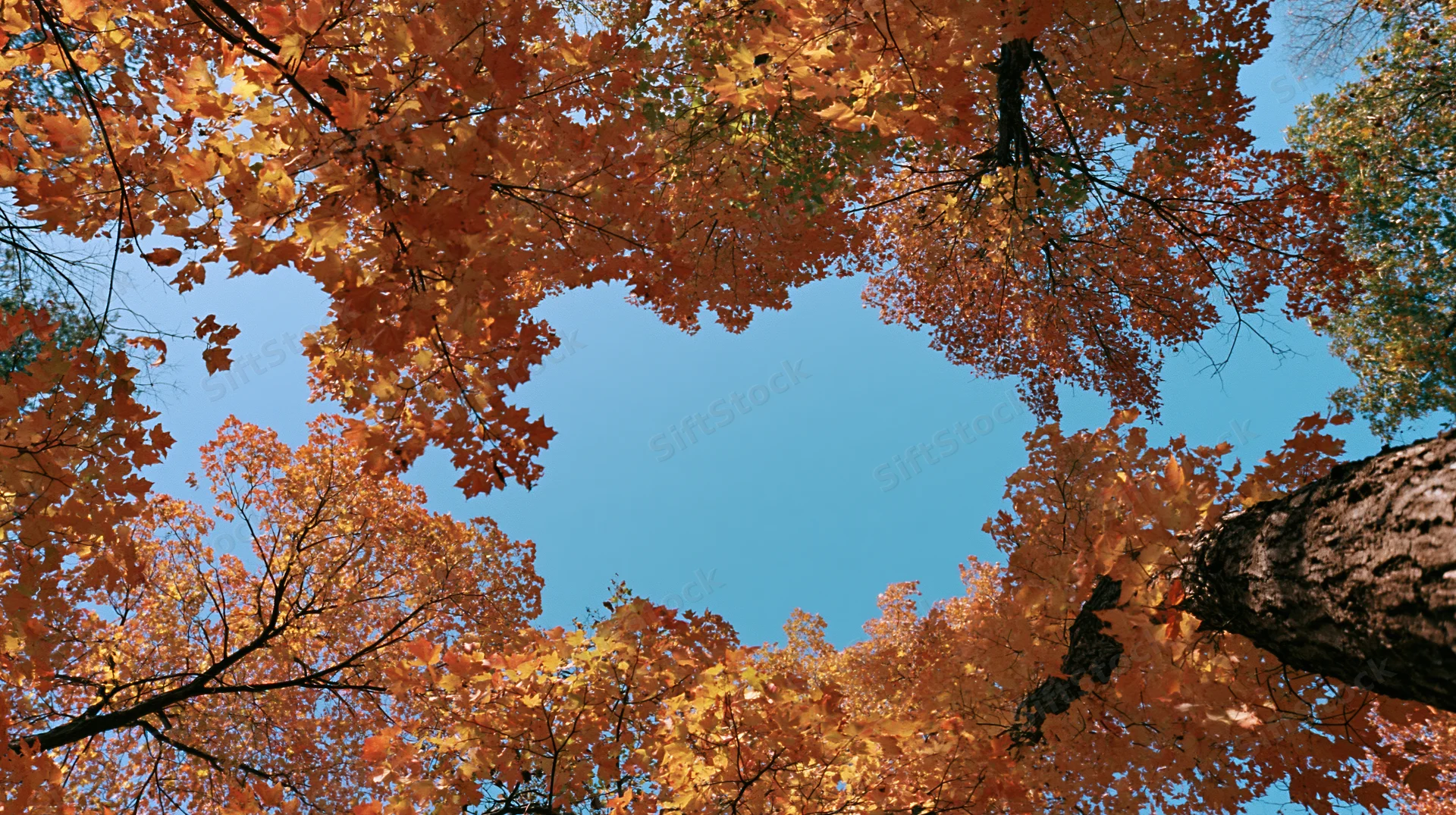 Upward view through autumn maple tree canopy revealing blue sky