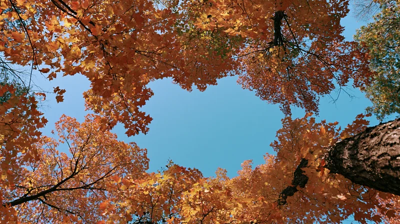 Upward view through autumn maple tree canopy revealing blue sky