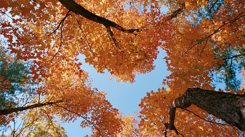Looking up through a canopy of autumn maple trees branches