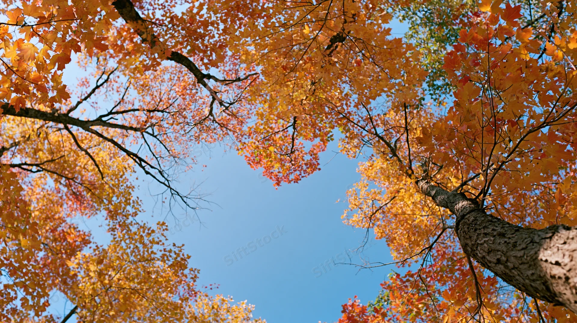 Upward view through autumn maple tree canopy against blue sky