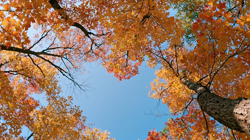 Upward view through autumn maple tree canopy against blue sky