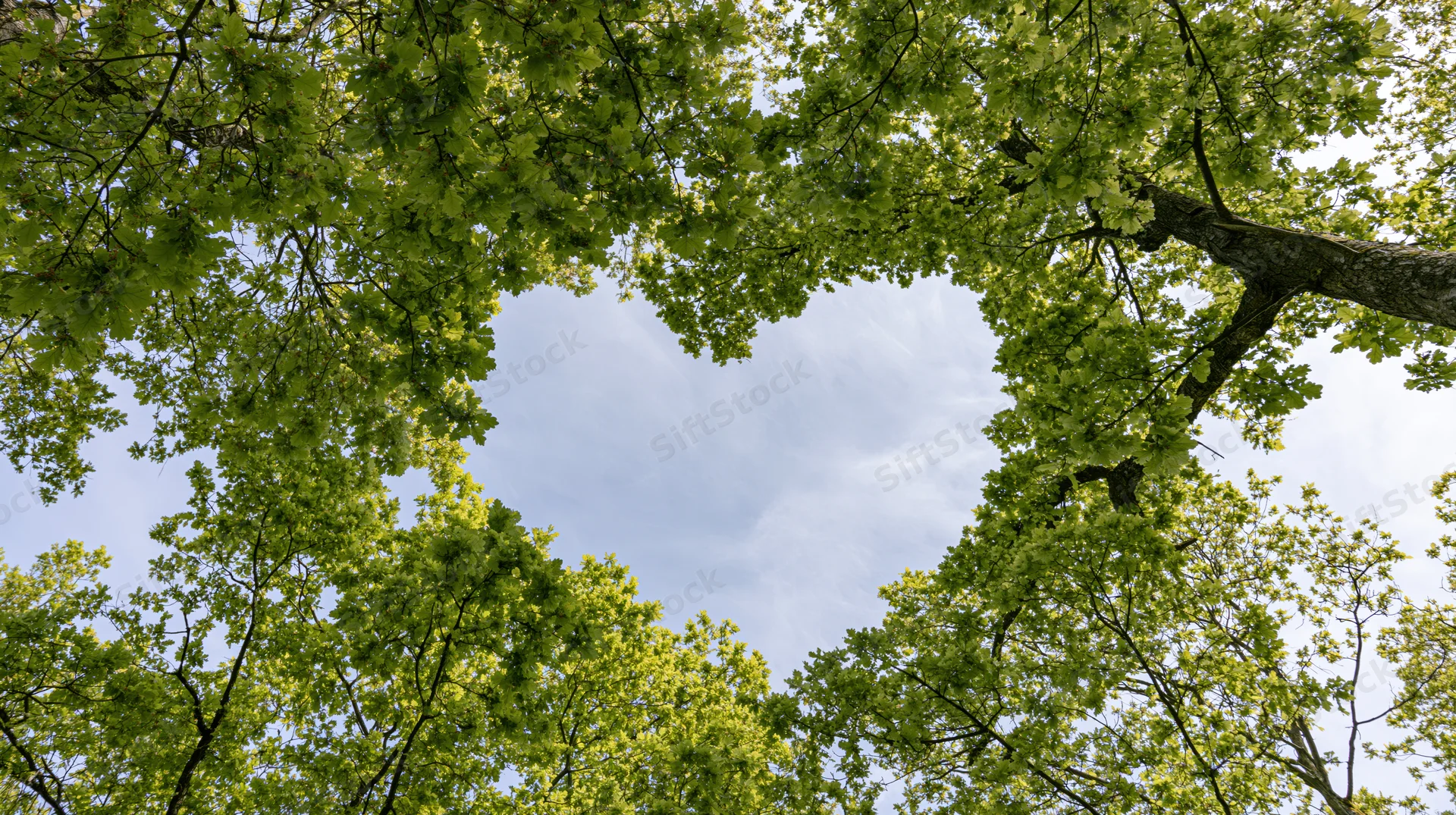 Upward view through dense tree canopy revealing sky framed by green leaves