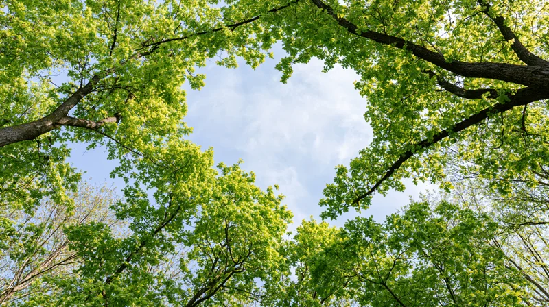 Upward view through dense forest canopy revealing blue sky and green leaves