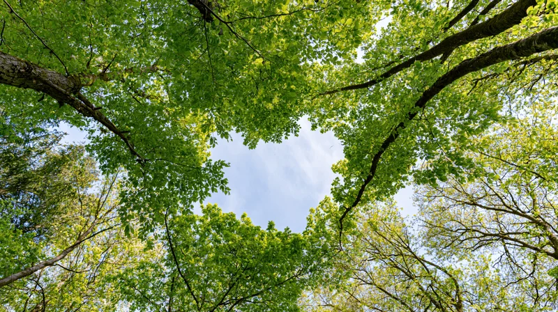 Upward view through dense forest canopy revealing sky and treetops