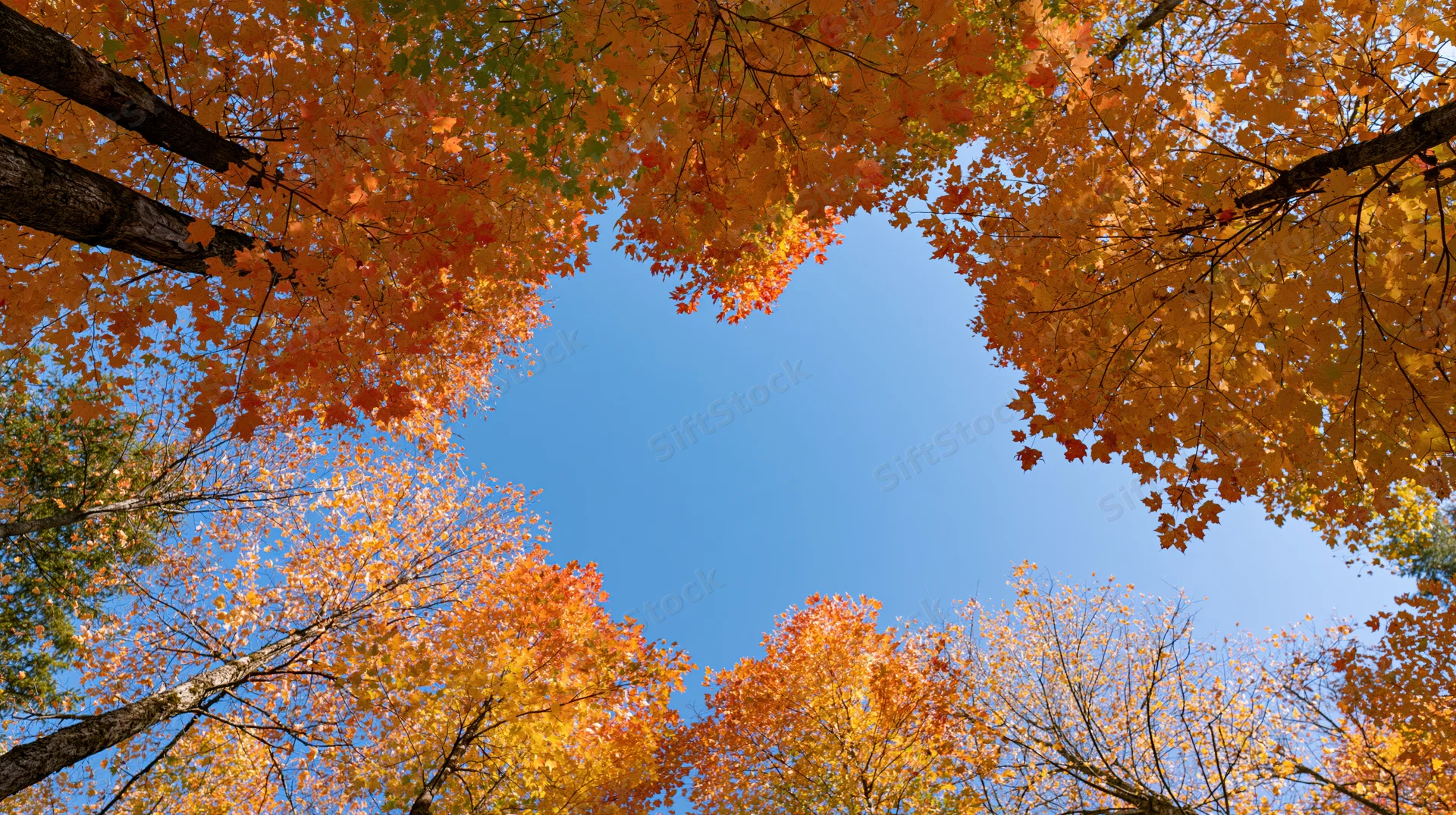 Upward view through autumn maple forest canopy revealing blue sky