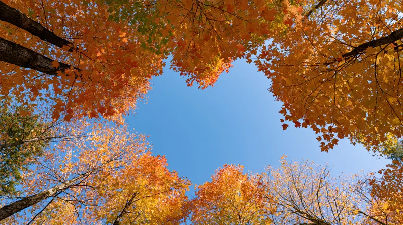 Upward view through autumn maple forest canopy revealing blue sky