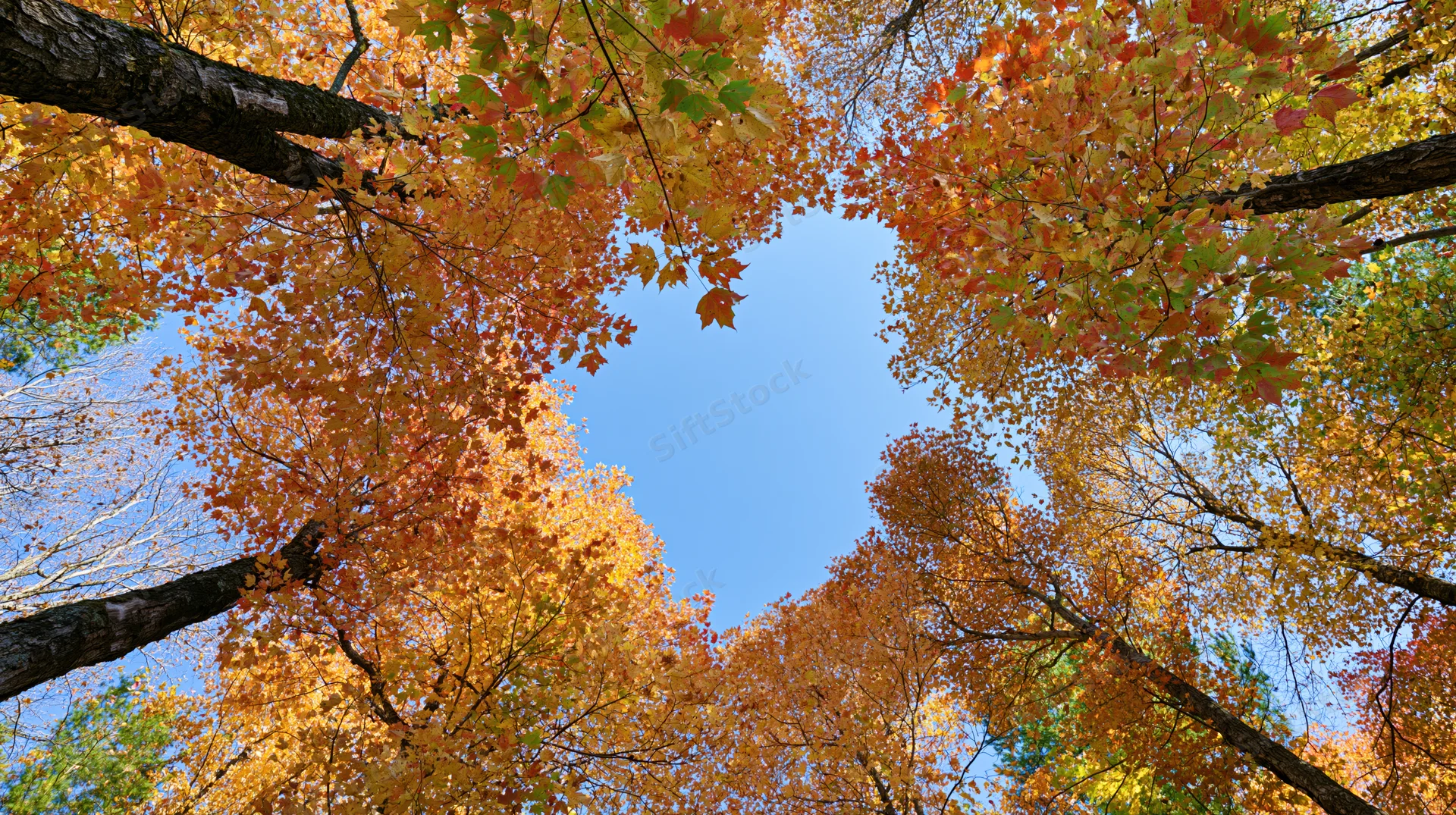 Upward view through autumn maple forest canopy revealing blue sky
