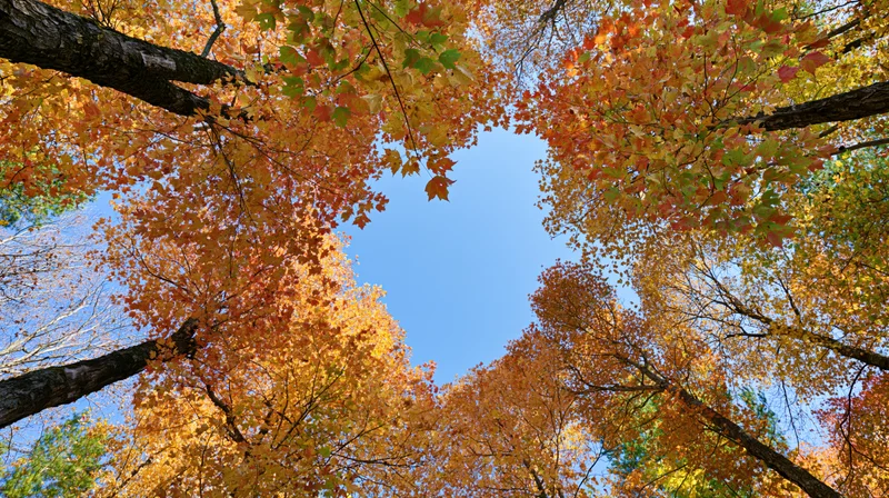 Upward view through autumn maple forest canopy revealing blue sky