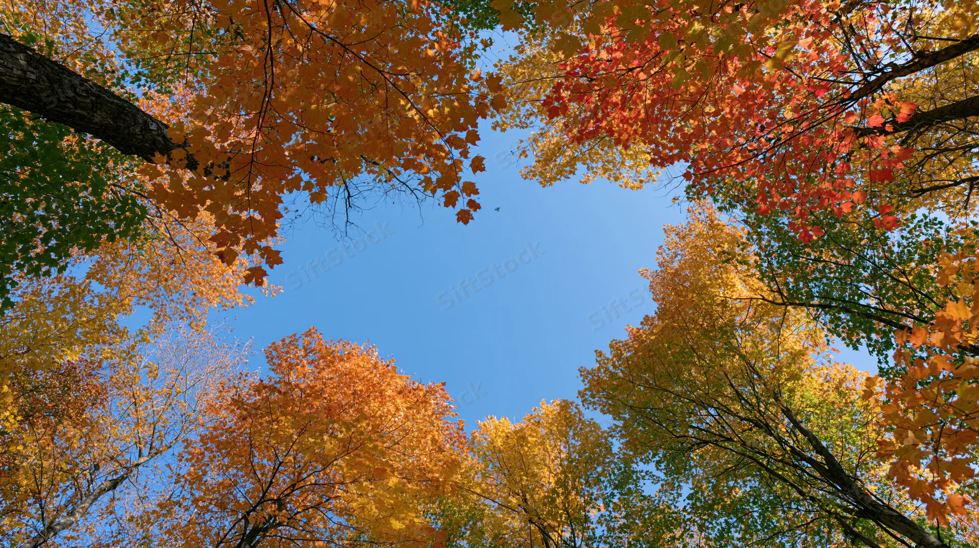 Upward view through autumn maple forest canopy revealing blue sky and colorful foliage