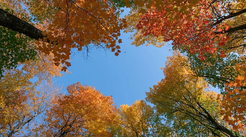 Upward view through autumn maple forest canopy revealing blue sky and colorful foliage