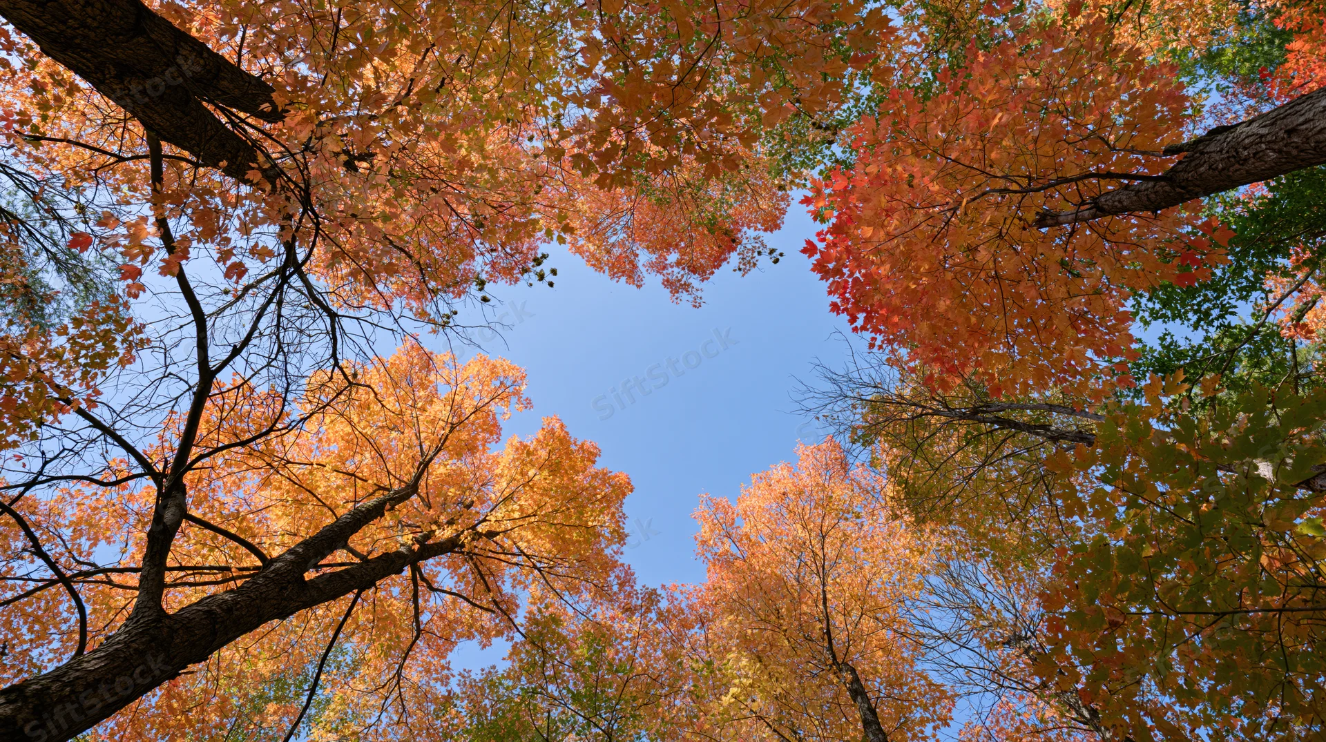 Upward view through autumn maple forest canopy showing colorful foliage against blue sky