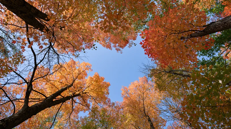 Upward view through autumn maple forest canopy showing colorful foliage against blue sky