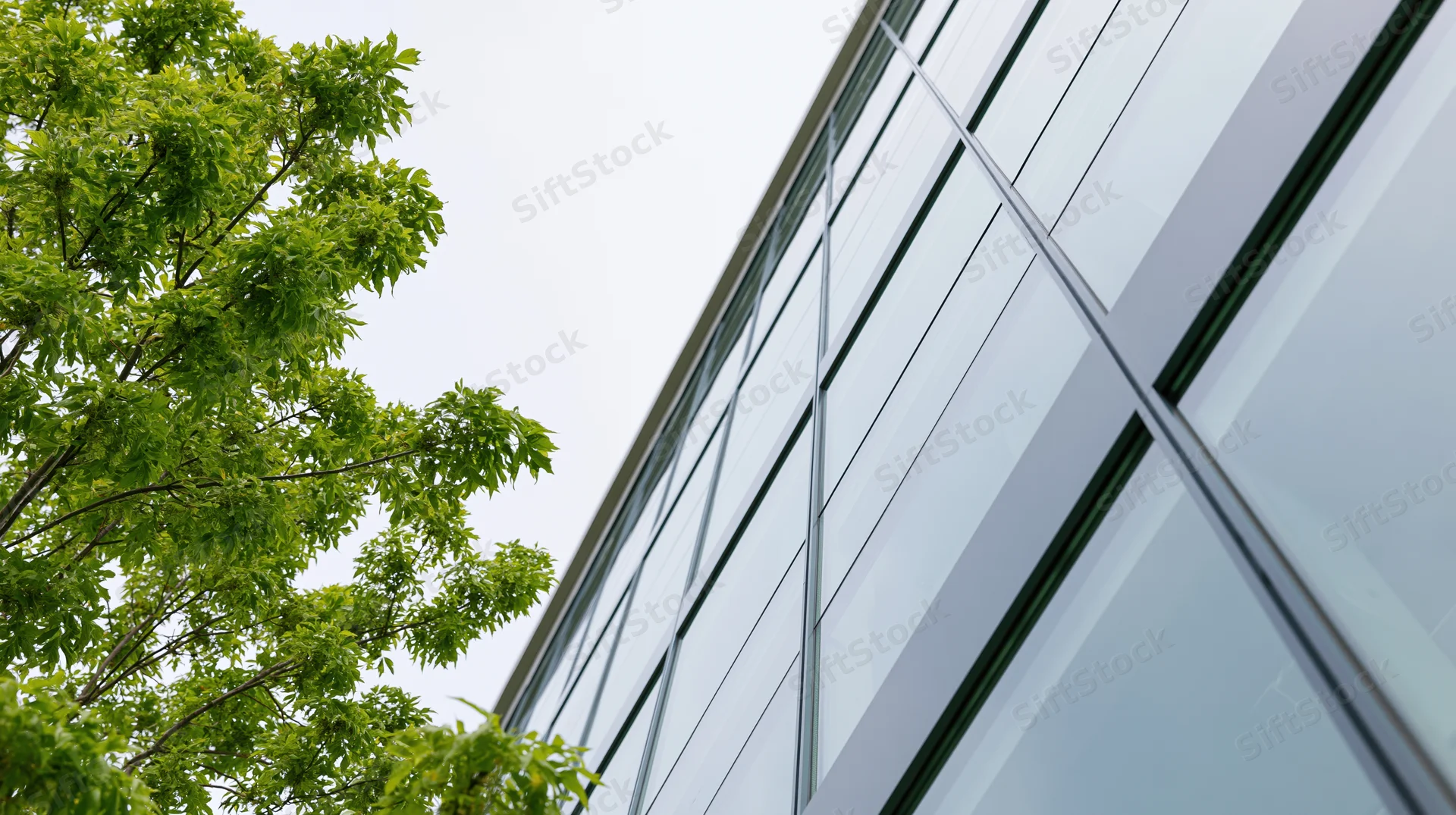 Low angle view of a modern office building's glass curtain wall beside green tree foliage